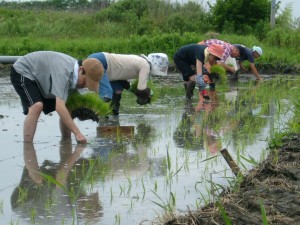 田植え